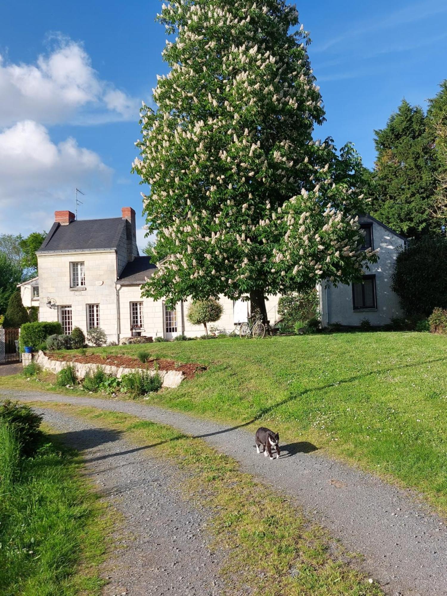 Chambres D'Hotes De L'Ile Du Saule Сомюр Екстериор снимка